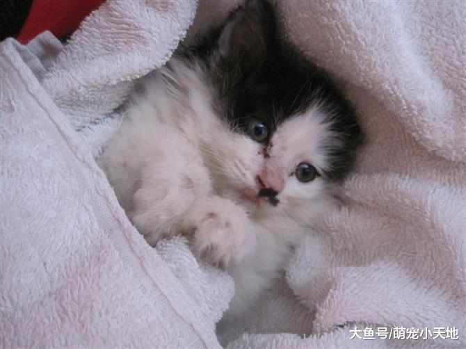 先天瘫痪的小奶猫20天就没了妈妈，被好心人收养后获得满满的爱