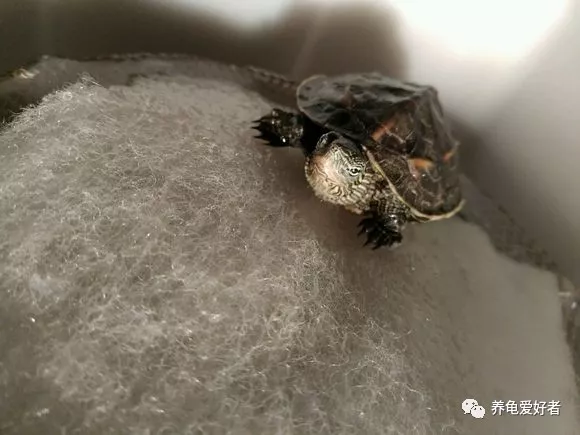 乌龟翻身后结局怎样，估计没你想得那么简单