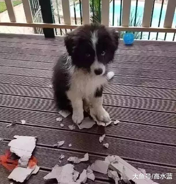 新手养狗不要养边牧，要不然真的觉得家里住了个人精