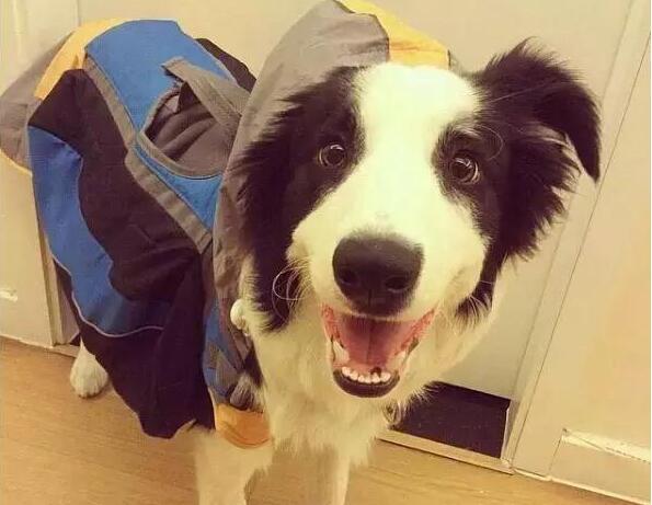 女生养狗，为什么养公的要比养母的好？原来好处这么多！