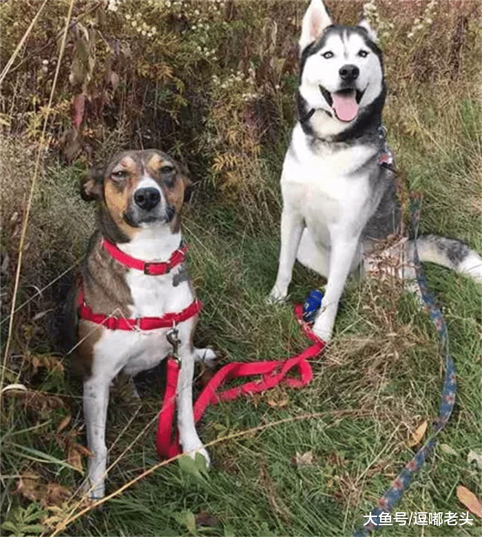 5年前狗狗因主人离异而分开，5年后又与主人续前缘