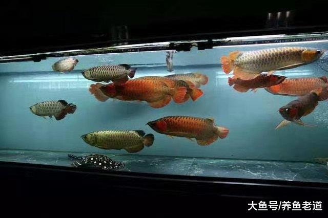 听说养鱼的条数是有讲究的，连清道夫也算在内吗，难道它不算鱼？