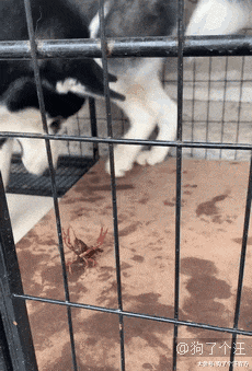 我对食物的渴望，超乎你的想象