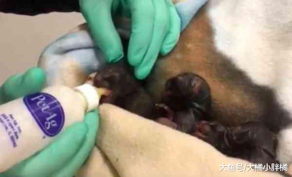 濒临死亡的猫妈妈，坚持要生下孩子们，为了孩子牺牲自己也值得