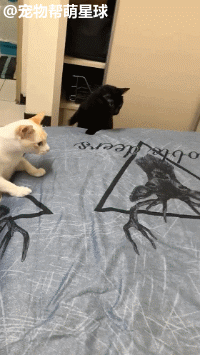 黑白猫夫妻抱团围殴床单上的小鹿，气势汹汹，快离开我家！