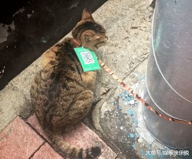 女子出门逛街，发现猫咪挂着二维码，扫码之后一看，直接傻眼了