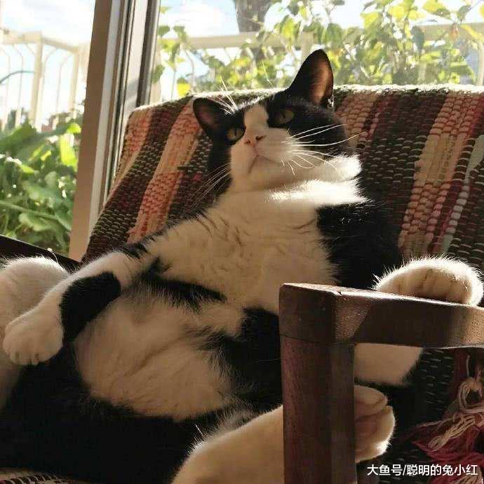 想要猫咪做家务，宠主需要怎么训练？网友：别人家的“懂事猫”