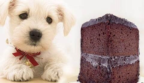 为了你家狗狗的健康, 以下6种食物还是不喂、少喂为妙!