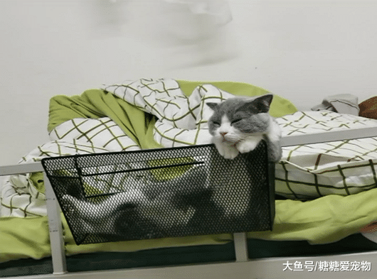 大学宿舍里一只睡觉的猫咪，奇葩姿势惹人羡慕，网友：活得不如猫
