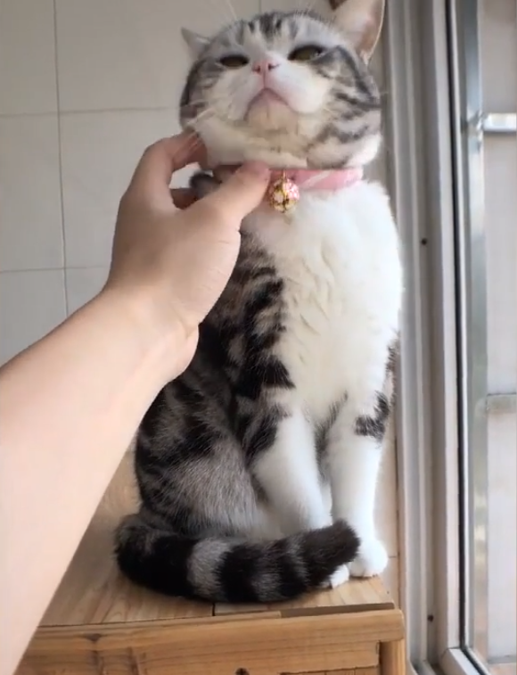 这只猫也太好盘了，主动往手上靠，这种猫能不能给我来一打！