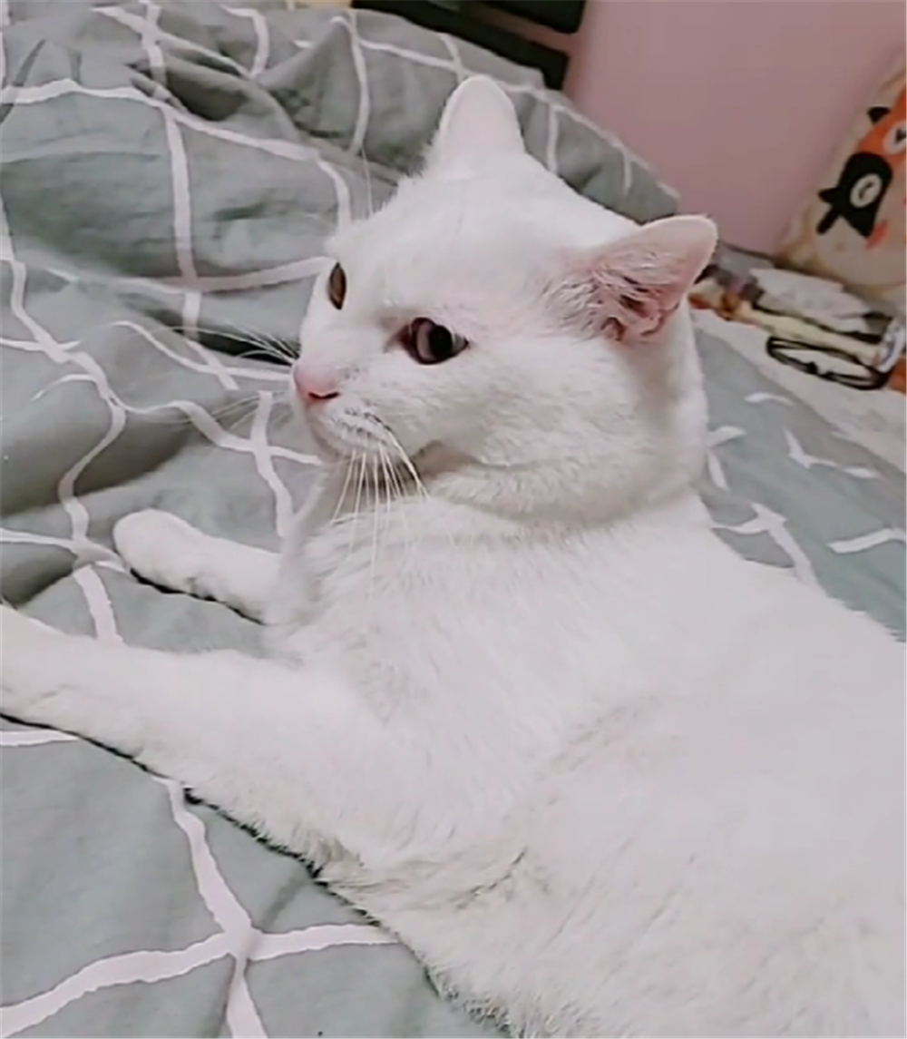 主人给猫咪戴运动手环, 一天只走四十多步, 猫: 我在家睡了一天…