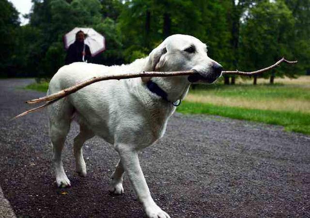 你所不知道的狗狗智商，铲屎官可通过四个方面来测试爱犬智力