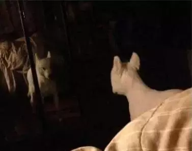 家里的薩摩半夜起來照鏡子，差點嚇壞啦....