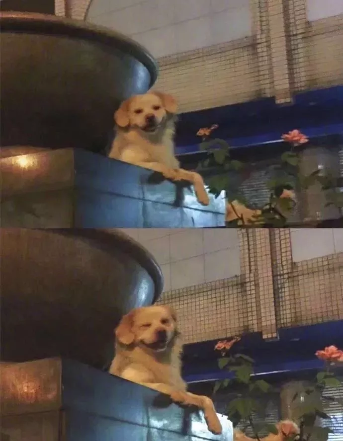 完了！我竟然被一只狗给撩到了，是恋爱的感觉了...