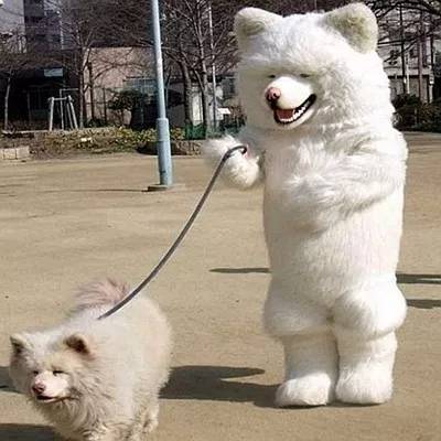 盘点遛狗遇到的6大敌人，熊孩子只能排第二