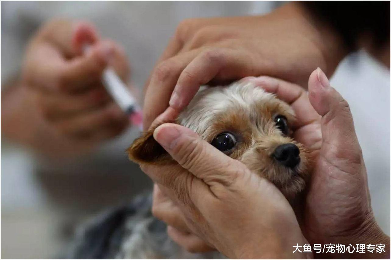 被狗咬伤要打狂犬疫苗吗? 别因为一时侥幸害了自己