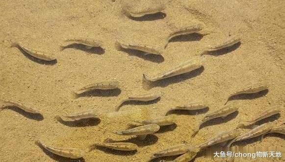 世界上生命力最頑強的魚，生活在沙漠中上萬年，至今都沒有滅亡