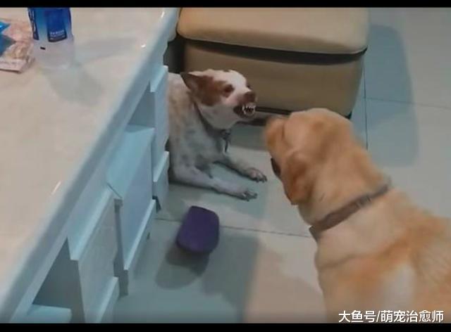 拉布拉多的狗粮被偷吃了，它模仿主人把拖鞋摔地上，把对方吓坏了