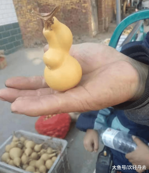 ＂好不正经的葫芦，你见过吗？＂