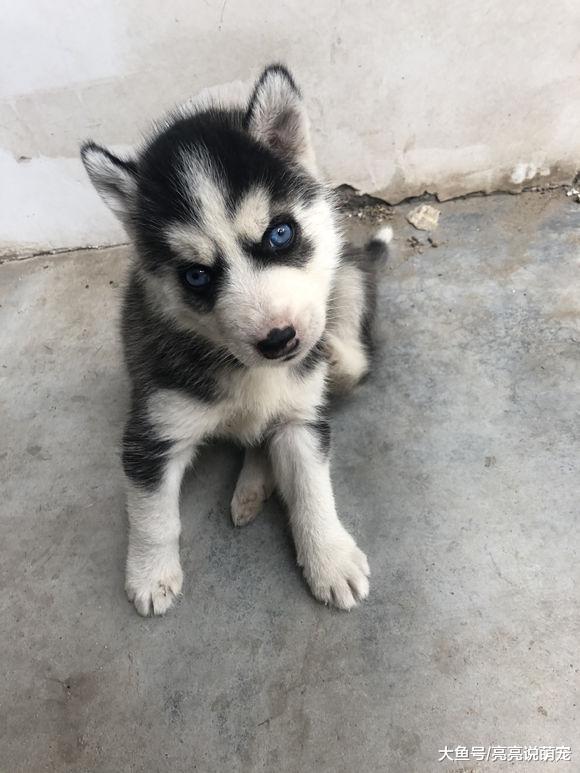 二哈总是在网友面前挠痒痒，狗：你就不能帮帮我么？