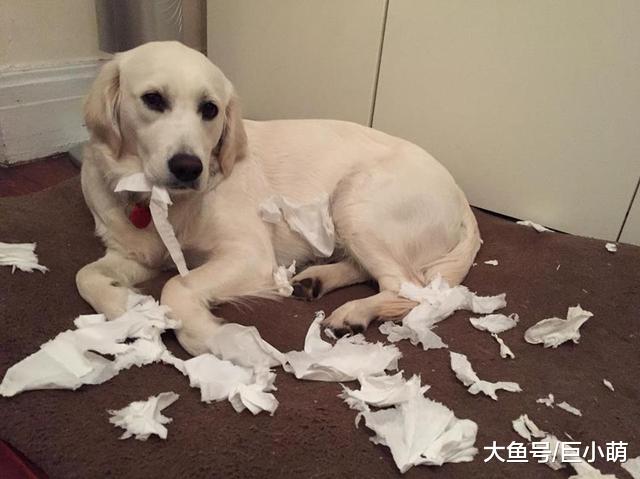 狗狗爱你和分离焦虑，是有区别的！5个迹象表明狗有分离焦虑