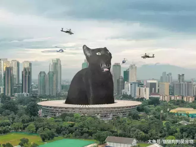 假如巨猫占领城市