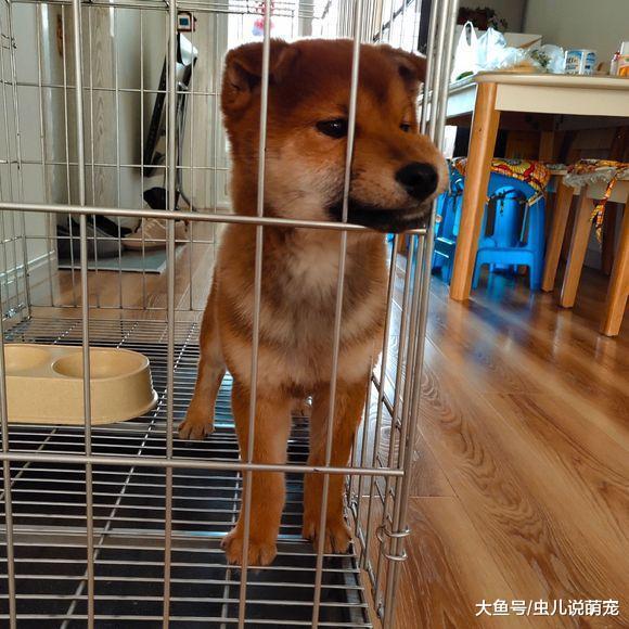 柴犬在笼子里“打坐”, 柴犬: 消除怒火, 早日出去!