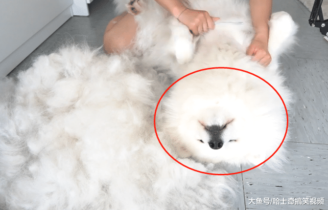 妹子养了只大白狗，结果第二年就悲剧了，这是“棉花糖”吧