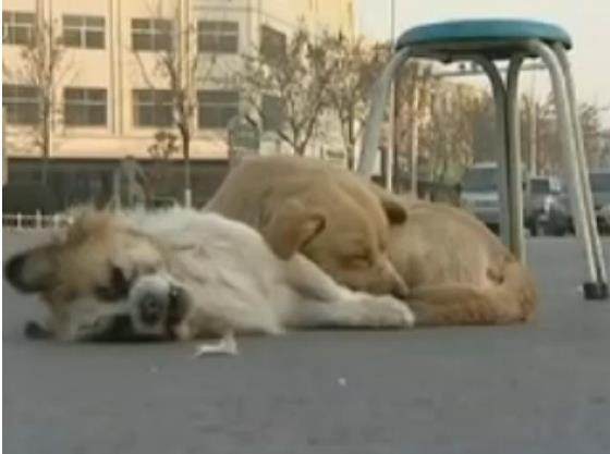 两只狗狗躺在路中间不愿离开，路人凑近一看眼泪夺眶而出