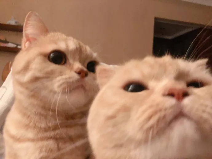 像不像你和你对象的自拍 ??？