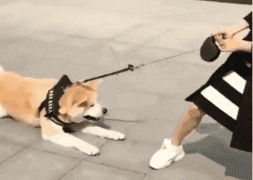 盘点遛狗遇到的6大敌人，熊孩子只能排第二