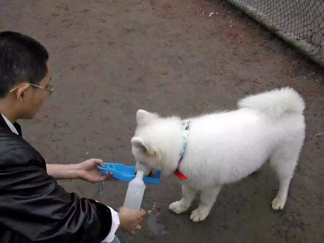 铲屎官用水管给柯基喂水却被德牧凭空拦截，柯基：咱啥也不敢说