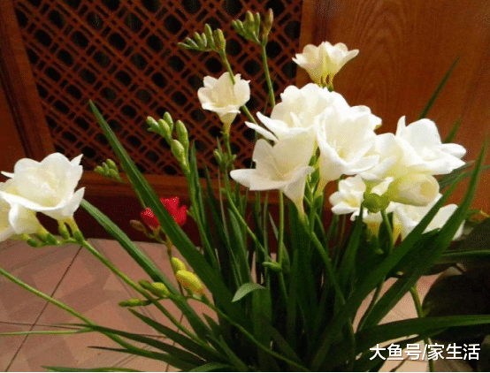 越来越多人家里都喜欢养这种花，外形像打算，开花时比牡丹还美