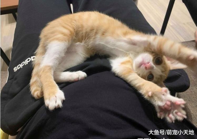 主子触发喵电感应哈气一整晚，对到眼秒大骂：胆子肥了