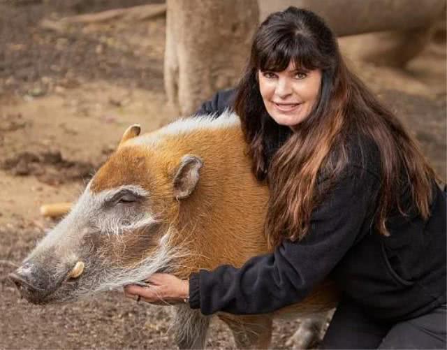 红河猪在非洲泛滥成灾, 过来中国, 一定不会发生这样的状况!