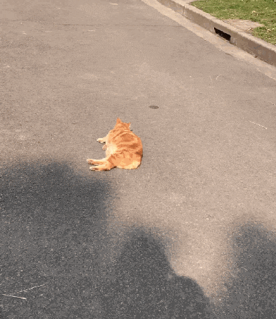 好心人喂食流浪猫，猫咪被喂得肚满肠肥，猫：这小日子真舒服……