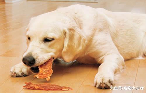 為什么狗狗絕不吃狗肉？業內專家道出內幕，答案讓人意想不到！