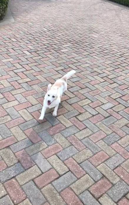 在给狗子取名这件事上，每个主人都是天才...