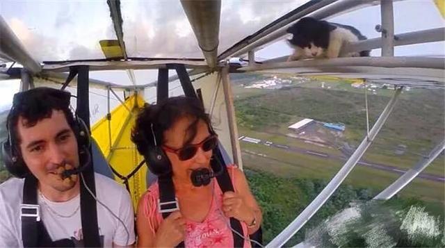 猫咪躲在飞机顶棚上睡觉，一觉醒来在天上，手忙脚乱向飞行员求救