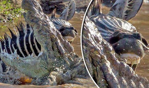 鳄鱼围攻斑马，被逼急的斑马放大招戳瞎鳄鱼，你猜斑马咋做到的