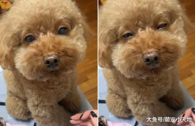 施展催眠大法，萌贵宾瞌睡脸猛盯一分钟后，妈妈犯困：我也想睡了