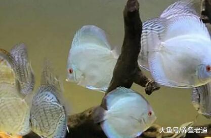 观赏鱼的体色发暗和黑体是两回事，哪些情况需要治疗？