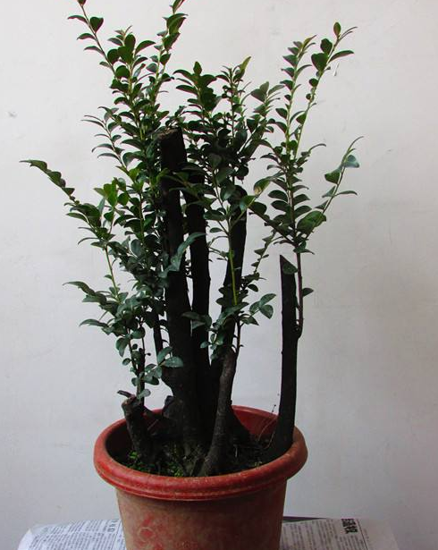 小叶紫檀养在家中的话，可以净化空气，还能吸收家中的细菌，还有增添福气的寓意