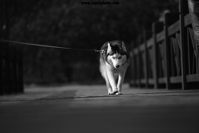 哈士奇懲罰日記