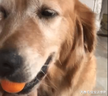 你永远也不知道认真偷东西吃的狗狗，嘴里能藏多少个橘子！