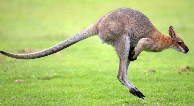 動物世界：揣著袋子使勁跳的有袋動物——袋鼠