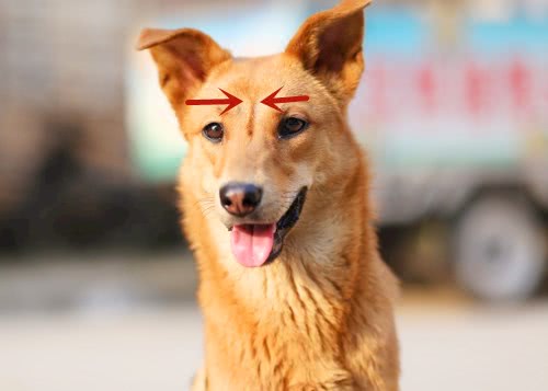 为什么土狗头上都有“一根线”？老人说出答案，让人哭笑不得