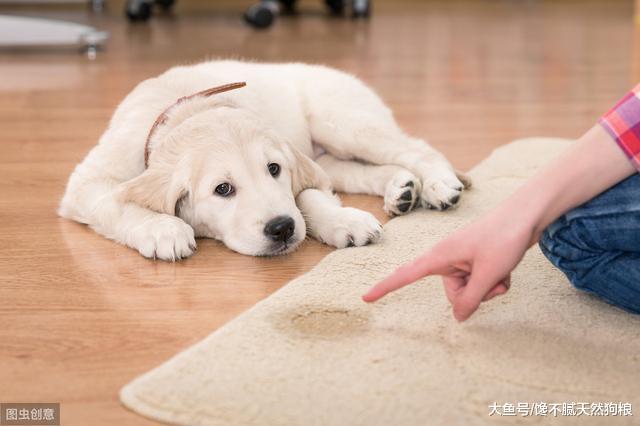如果狗狗有这些表现，那么很遗憾的告诉你，它开始讨厌你了