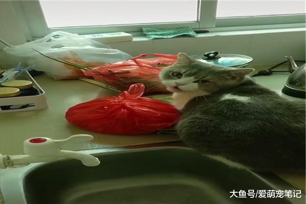英短藍貓在廚房偷吃肉，被主人發現后立馬秒慫，網友：這貓好會演