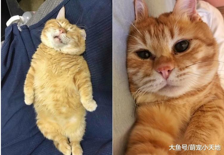 喵睡翻肚肚肉溢出叫不醒萌翻, 妈妈笑: 都趁机剪指甲